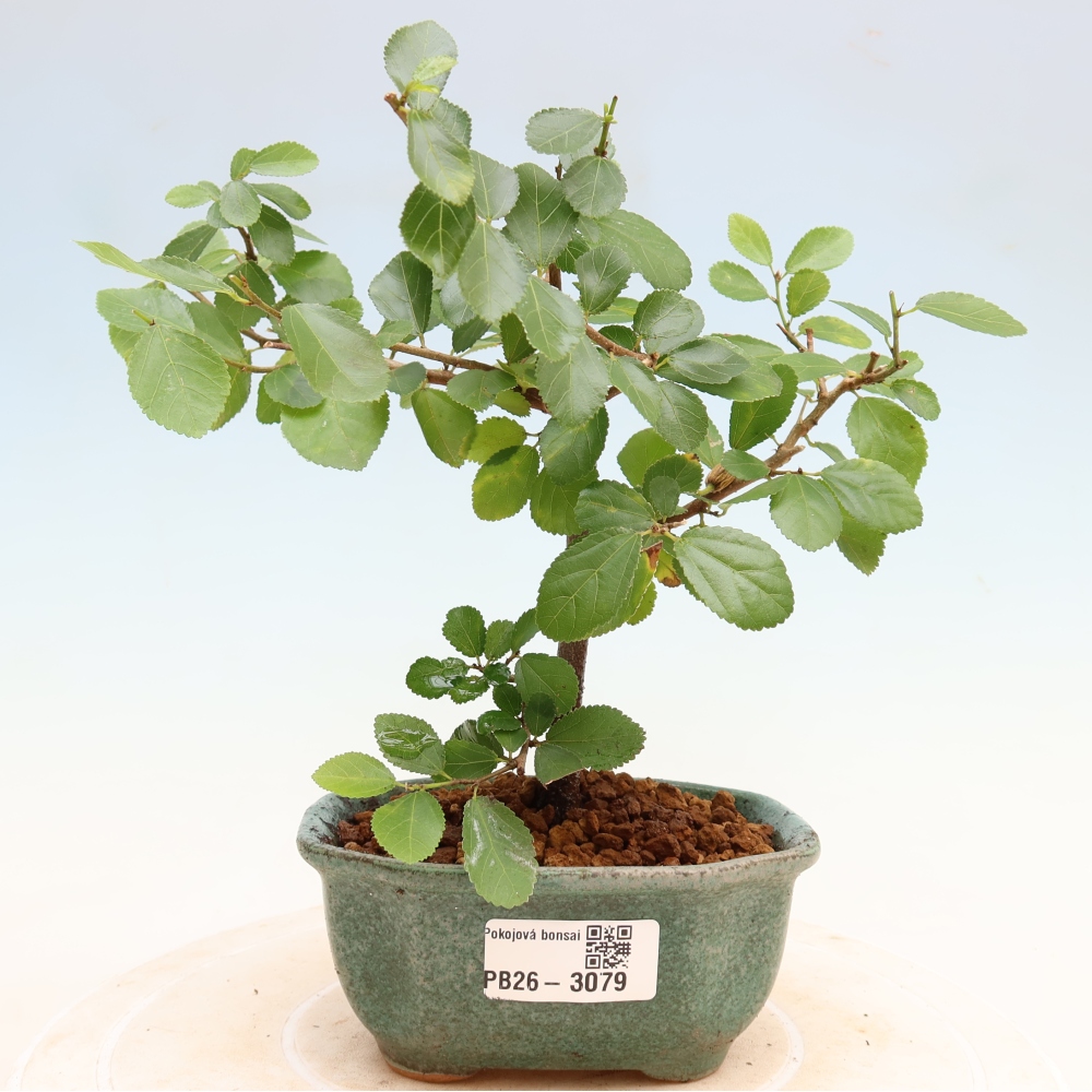 Pokojová bonsai-Grewia occidentalis- Hvězdice lavandulová