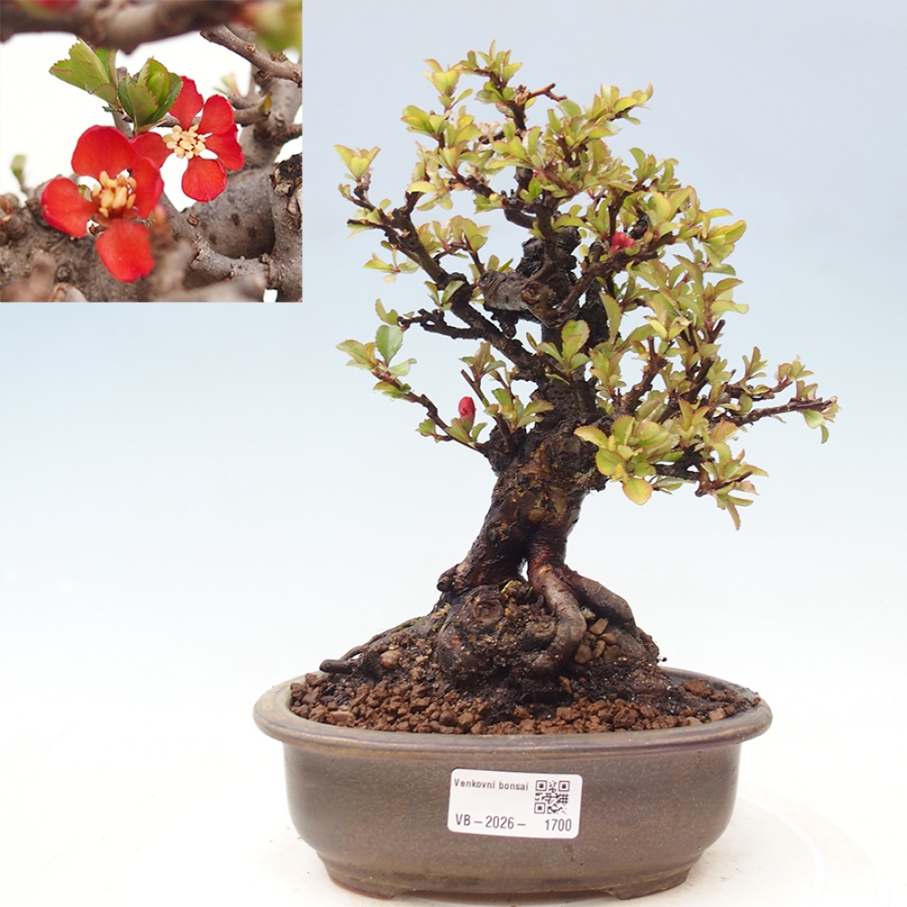 Venkovní  bonsai -  Chaneomeles speciosa - Kdoulovec ozdobný