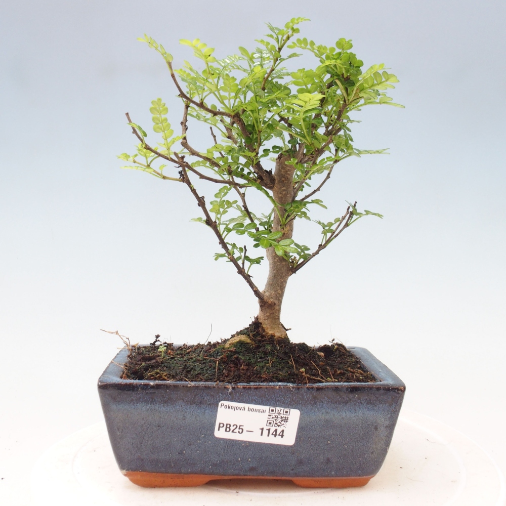 Pokojová bonsai - Zantoxylum piperitum - pepřovník