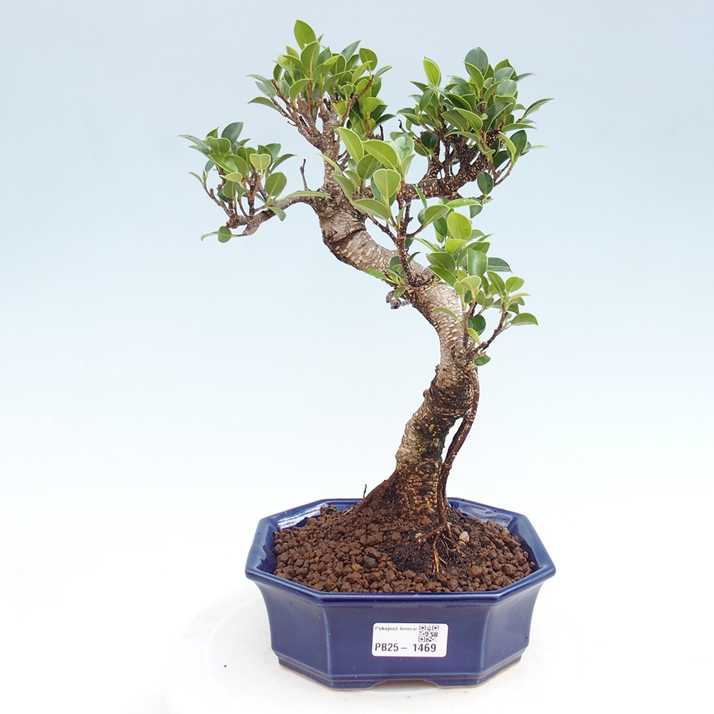 Pokojová bonsai - Ficus retusa -  malolistý fíkus