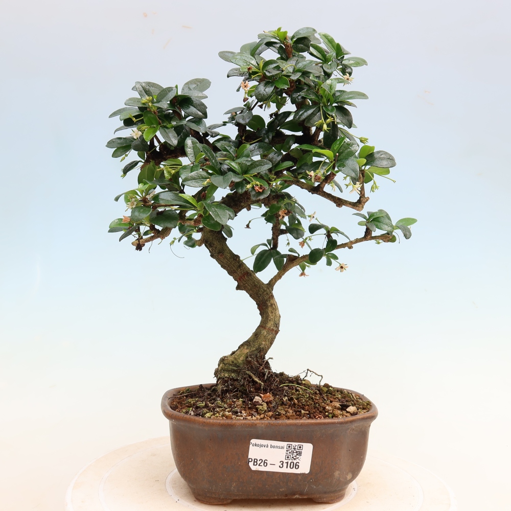 Pokojová bonsai - Carmona macrophylla - Čaj fuki