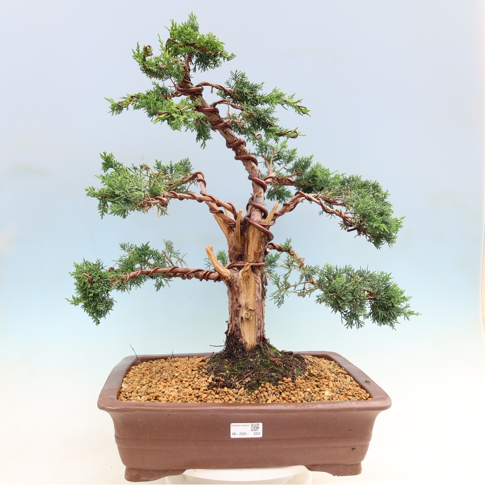 Venkovní bonsai - Juniperus chinensis Kishu -Jalovec čínský