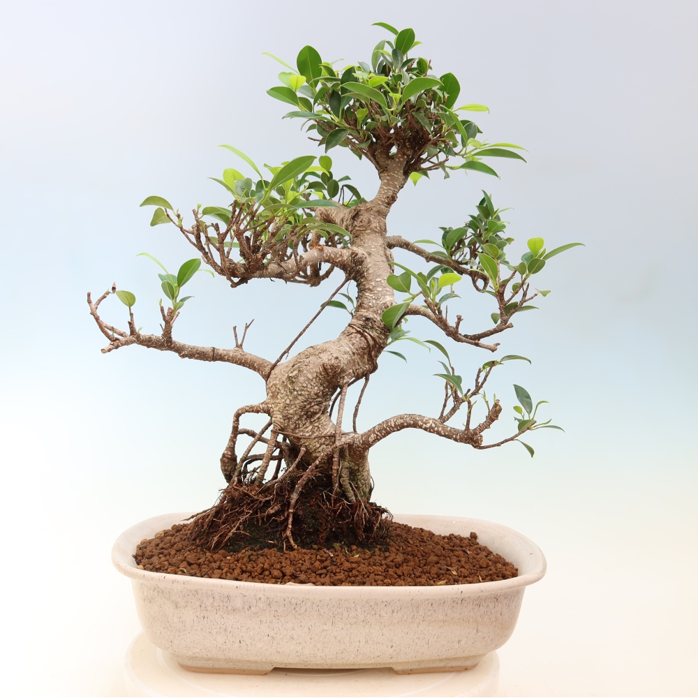 Pokojová bonsai - Ficus kimmen -  malolistý fíkus