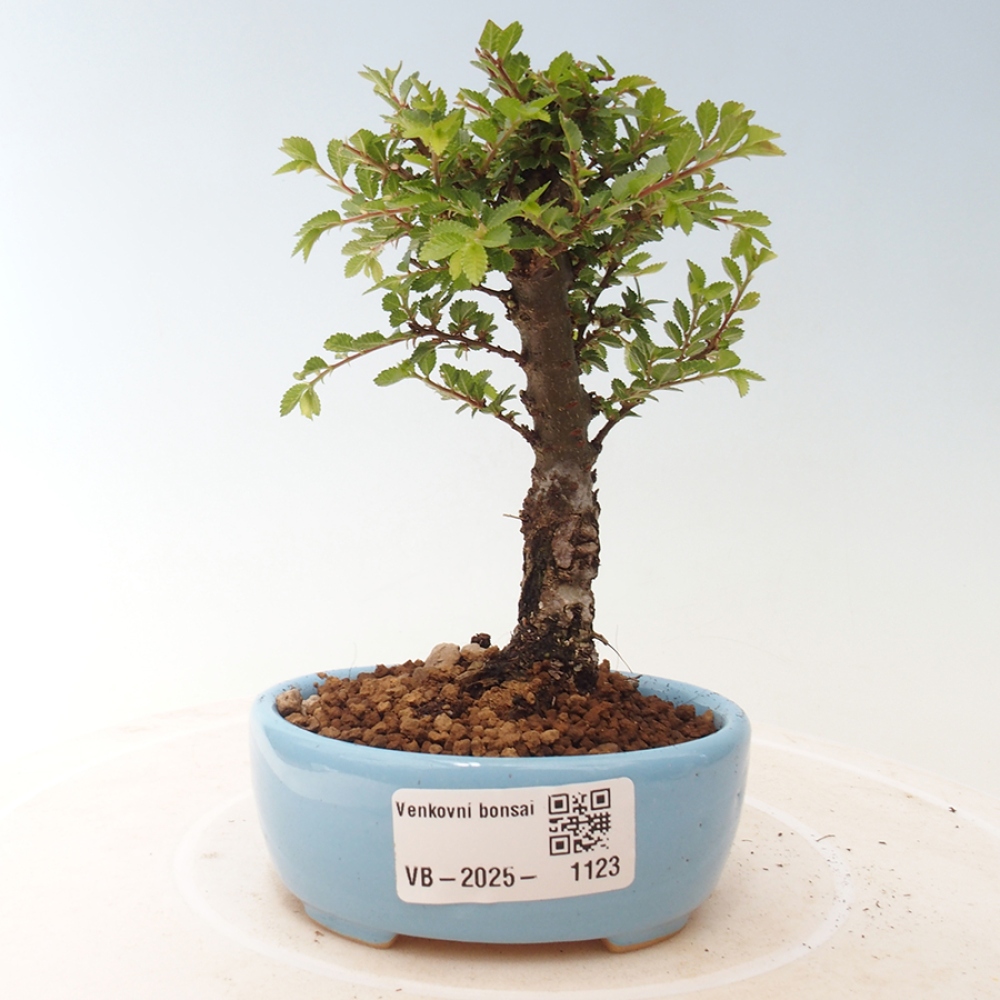 Venkovní bonsai - Ulmus parvifolia Sagei - Malolistý jilm