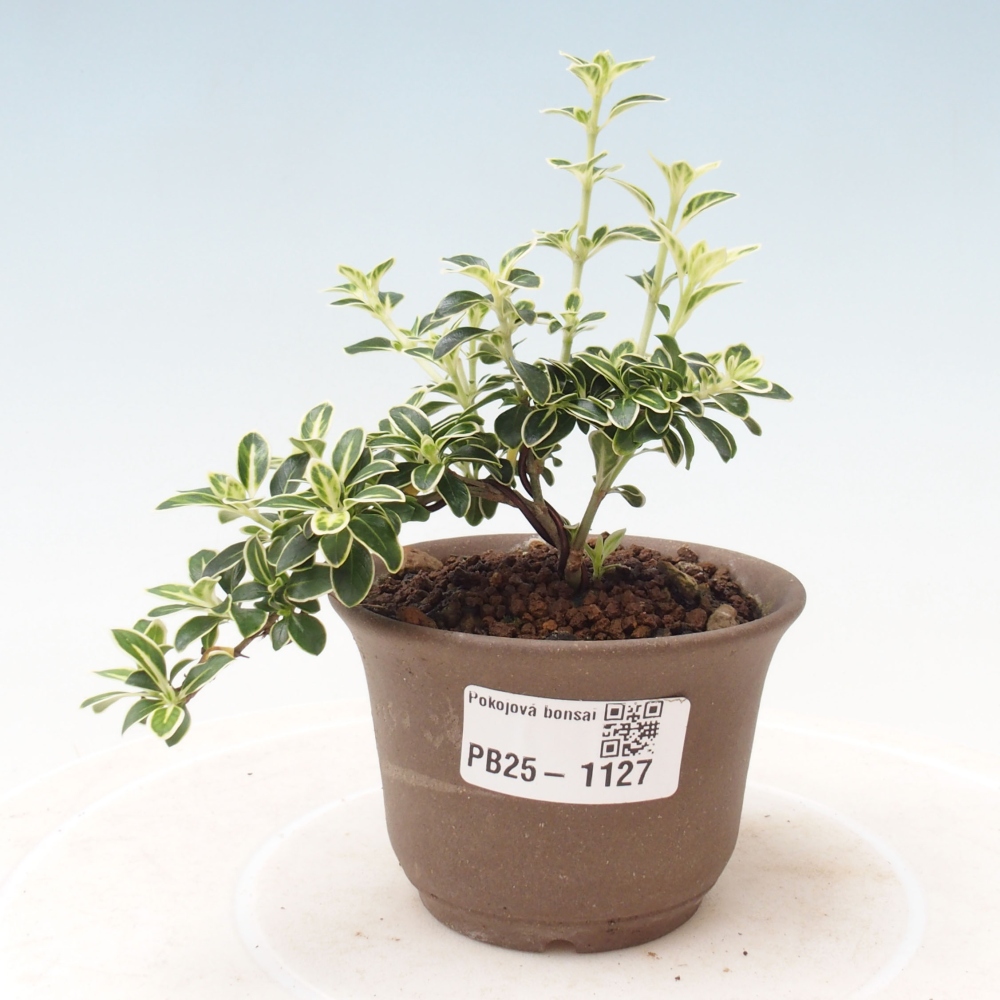 Pokojová bonsai - Serissa foetida Variegata - Strom tisíce hvězd