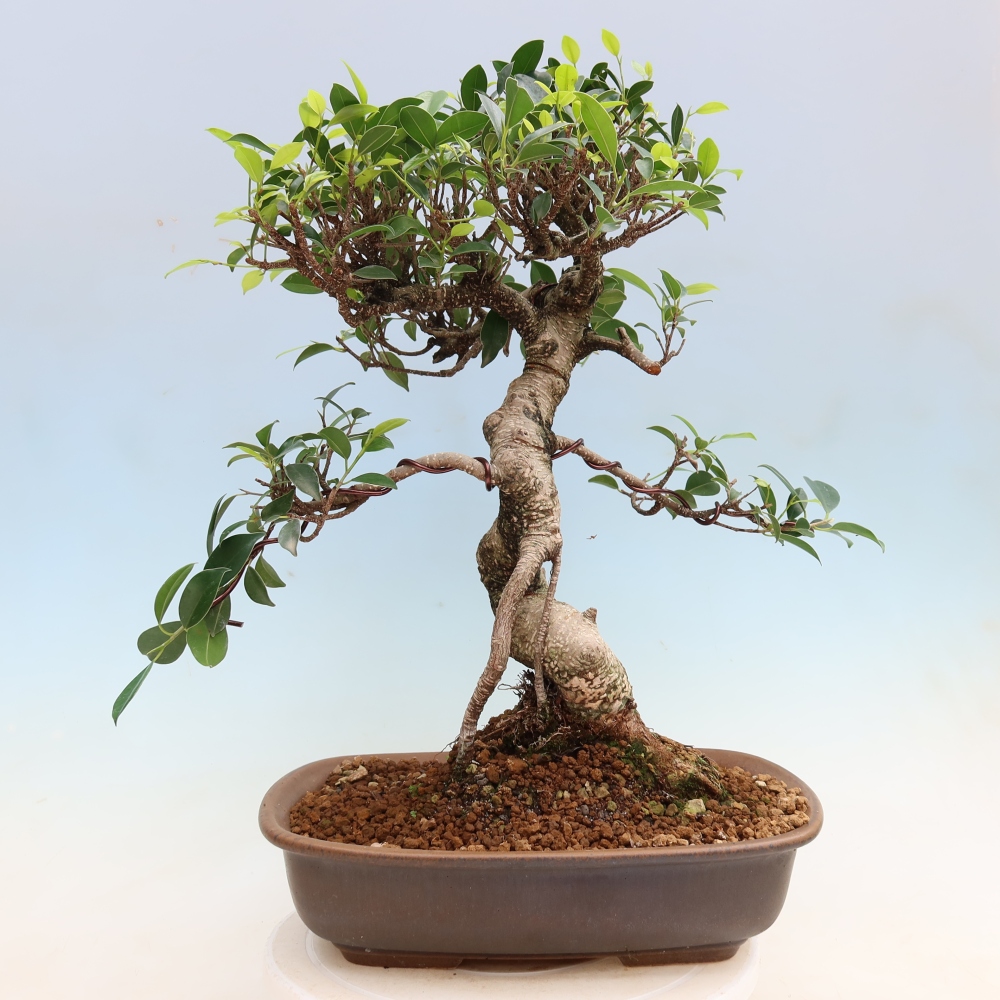 Pokojová bonsai - Ficus kimmen -  malolistý fíkus