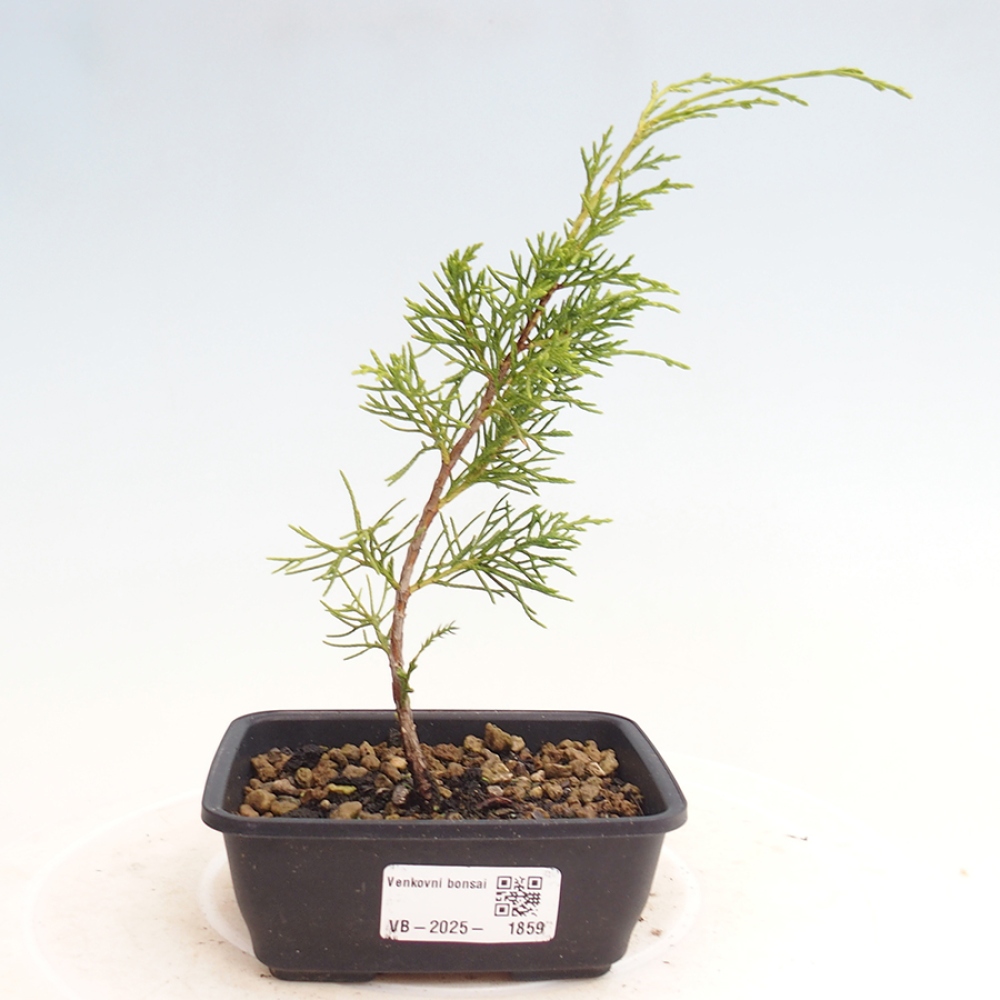 Venkovní bonsai - Juniperus chinensis Itoigawa -Jalovec čínský