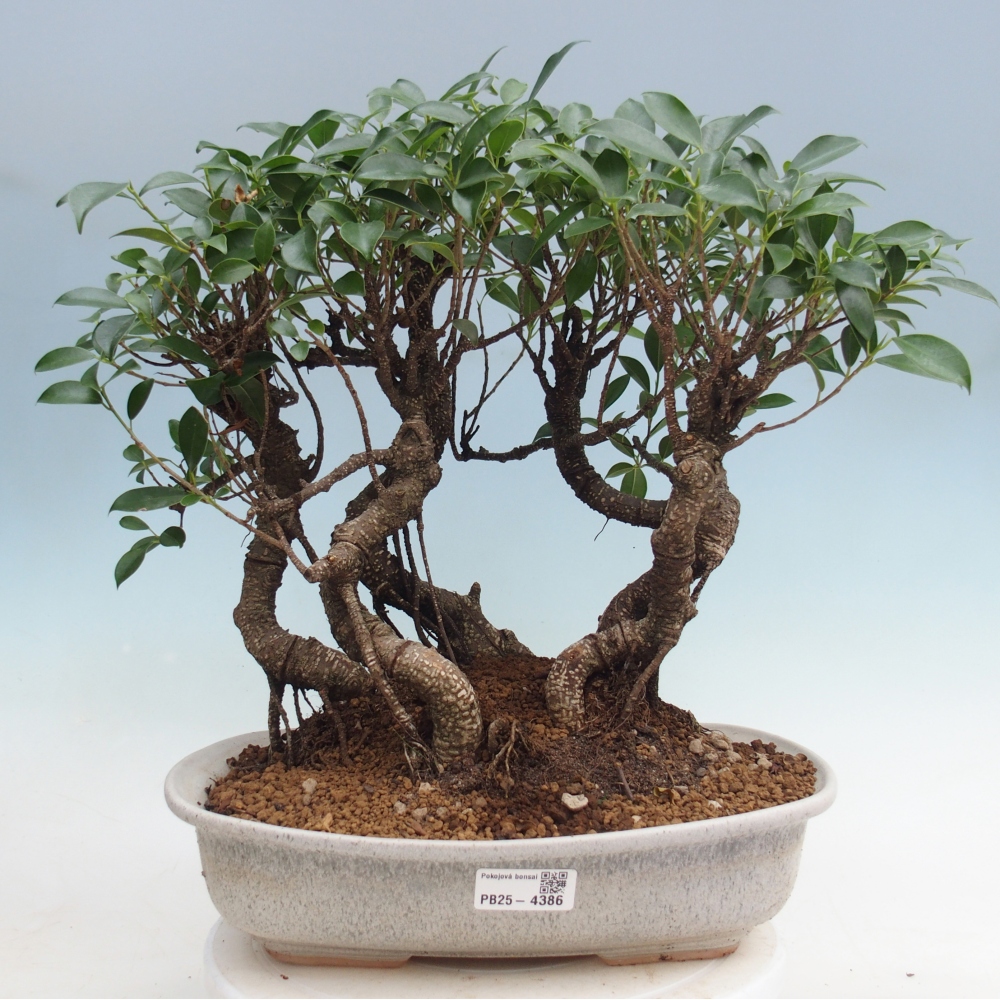 Pokojová bonsai - Ficus kimmen -  malolistý fíkus