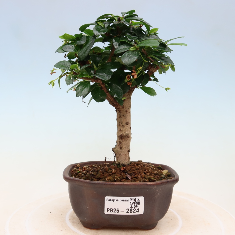 Pokojová bonsai - Carmona macrophylla - Čaj fuki