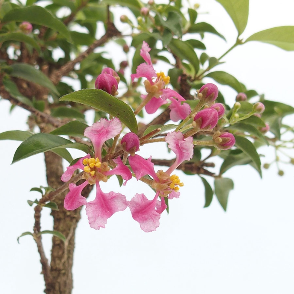 Pokojová bonsai - Malpígie barbadoská třešeň - Malpighia glabra 