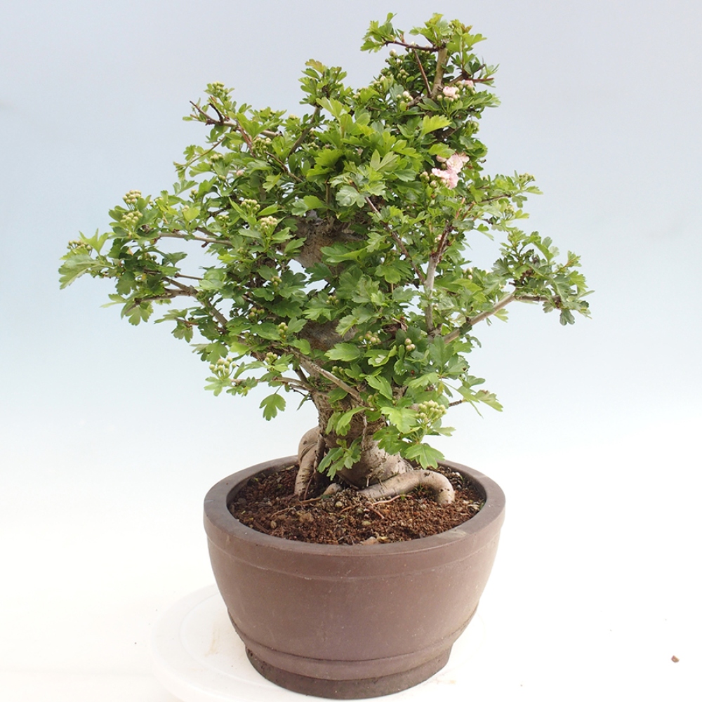 Venkovní bonsai - Hloh  - Crataegus laevigata Paula