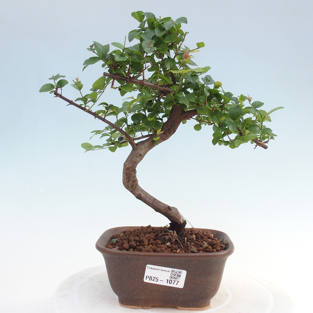 Pokojová bonsai - Sagerécie thea - Sagerécie thea
