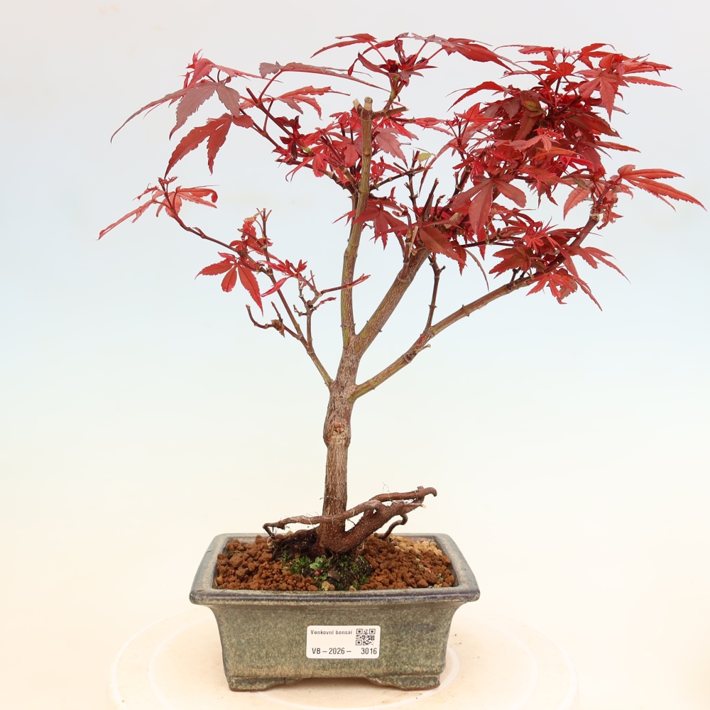 Venkovní bonsai -Javor dlanitolistý  - Acer palmatum Berry Broom 