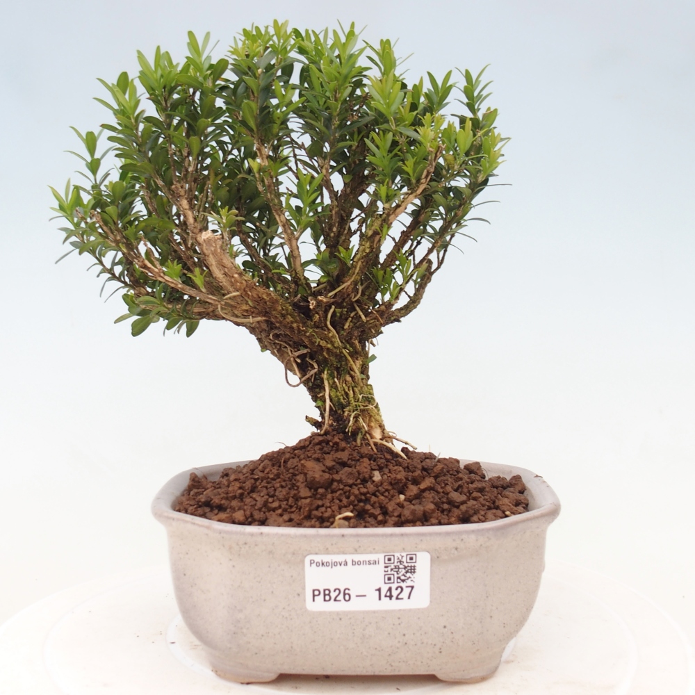 Pokojová bonsai - Buxus harlandii -korkový buxus