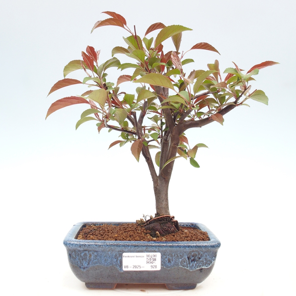 Venkovní bonsai -Malus domestica - Maloplodá jabloň červenolistá