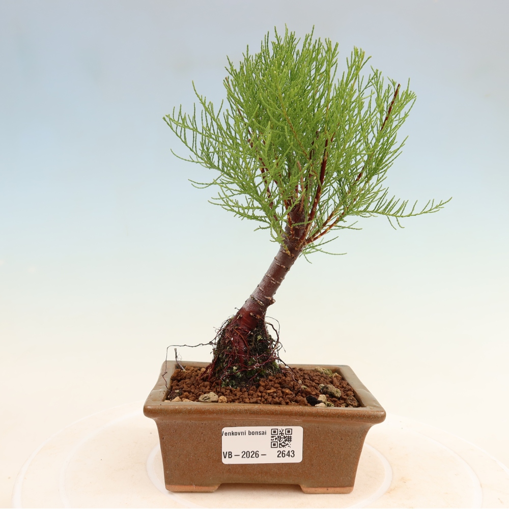 Venkovní bonsai - Tamaryšek - Tamarix