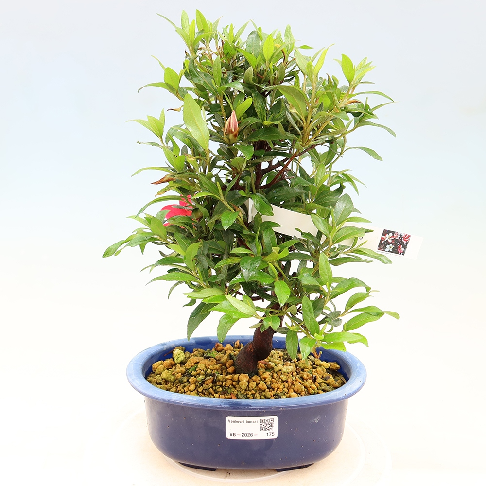 Venkovní bonsai - Japonská azalka - Azalea CHIHIRO