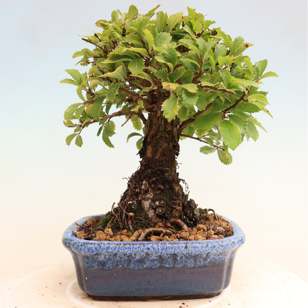 Venkovní bonsai - Zelkova - Zelkova NIRE