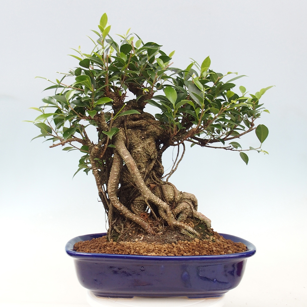 Pokojová bonsai - Ficus kimmen -  malolistý fíkus - POUZE OSOBNÍ ODBĚR nebo paletová přeprava
