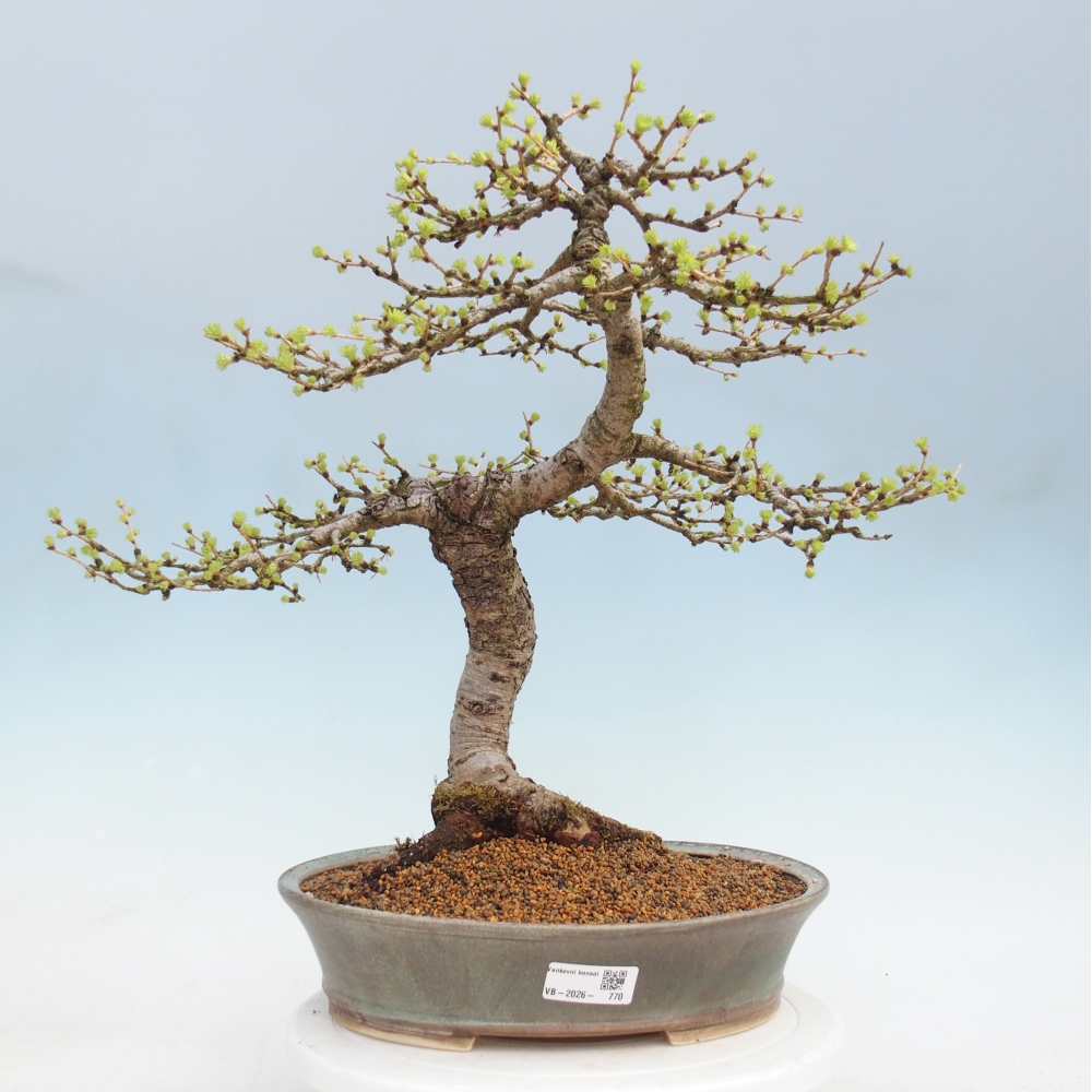 Venkovní bonsai -Larix decidua - Modřín opadavý 