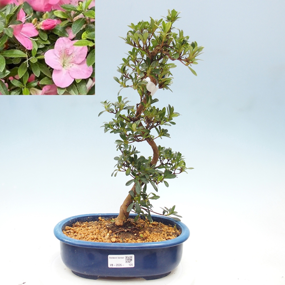 Venkovní bonsai - Japonská azalka - Azalea Santoka
