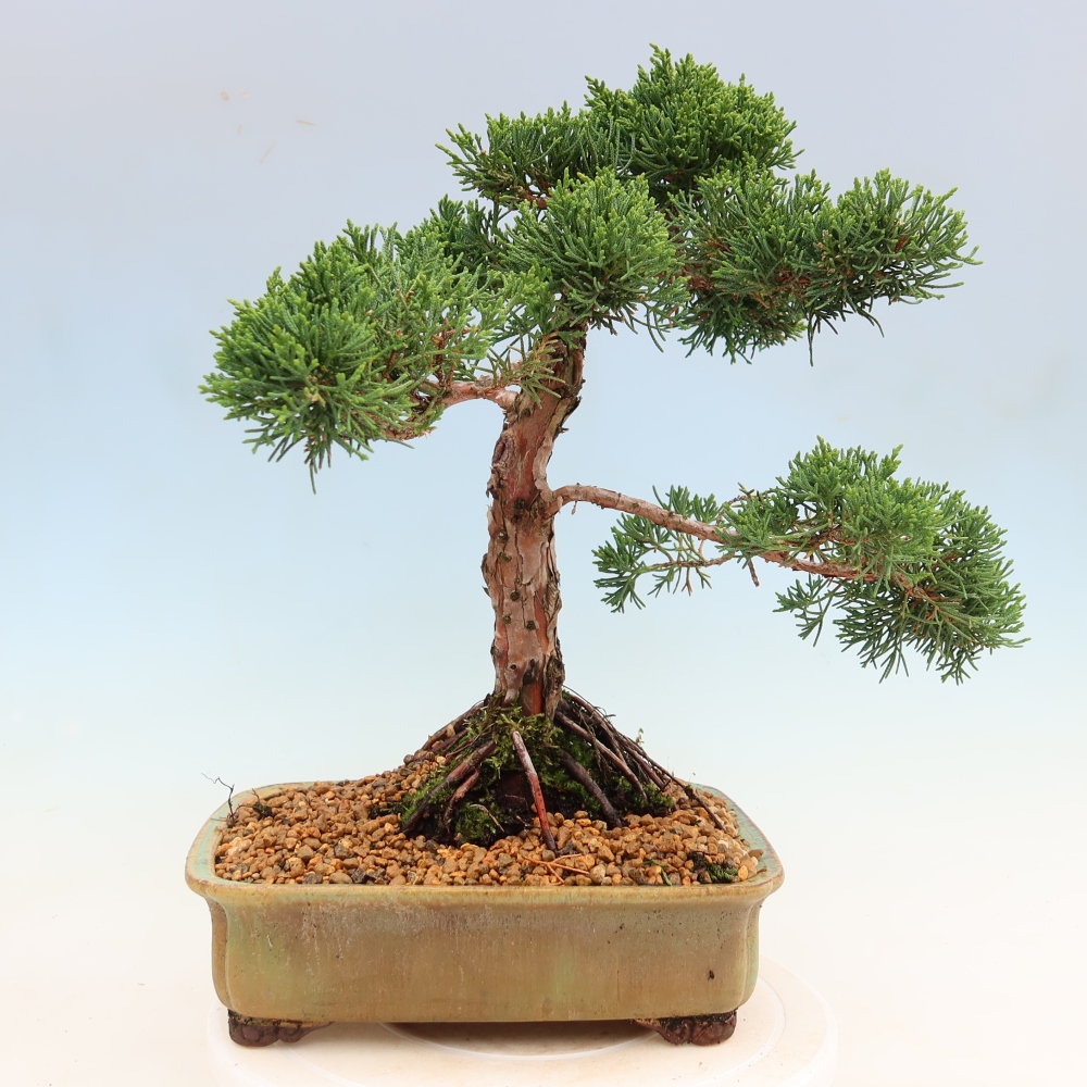 Venkovní bonsai - Juniperus chinensis Kishu -Jalovec čínský