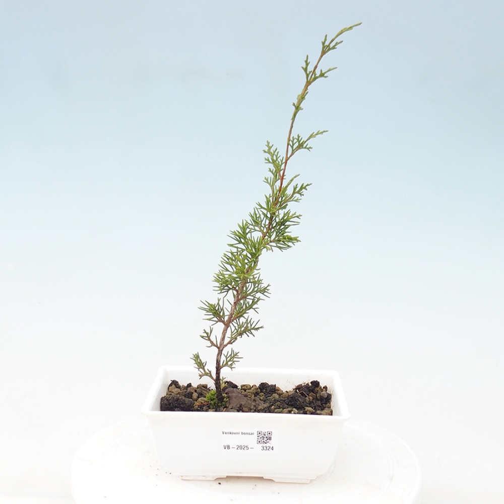 Venkovní bonsai - Juniperus chinensis Itoigawa -Jalovec čínský