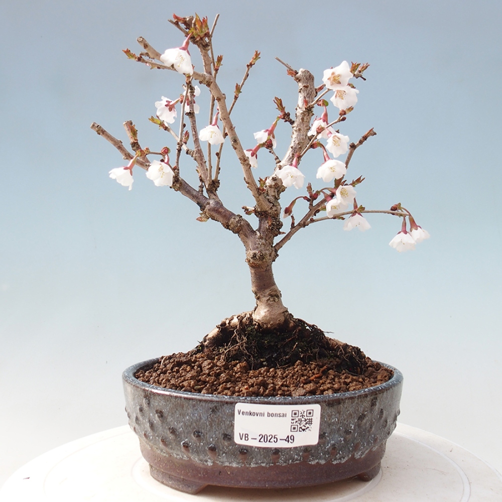 Venkovní bonsai - Prunus incisa Kojou-no mai-Slivoň vyříznutá