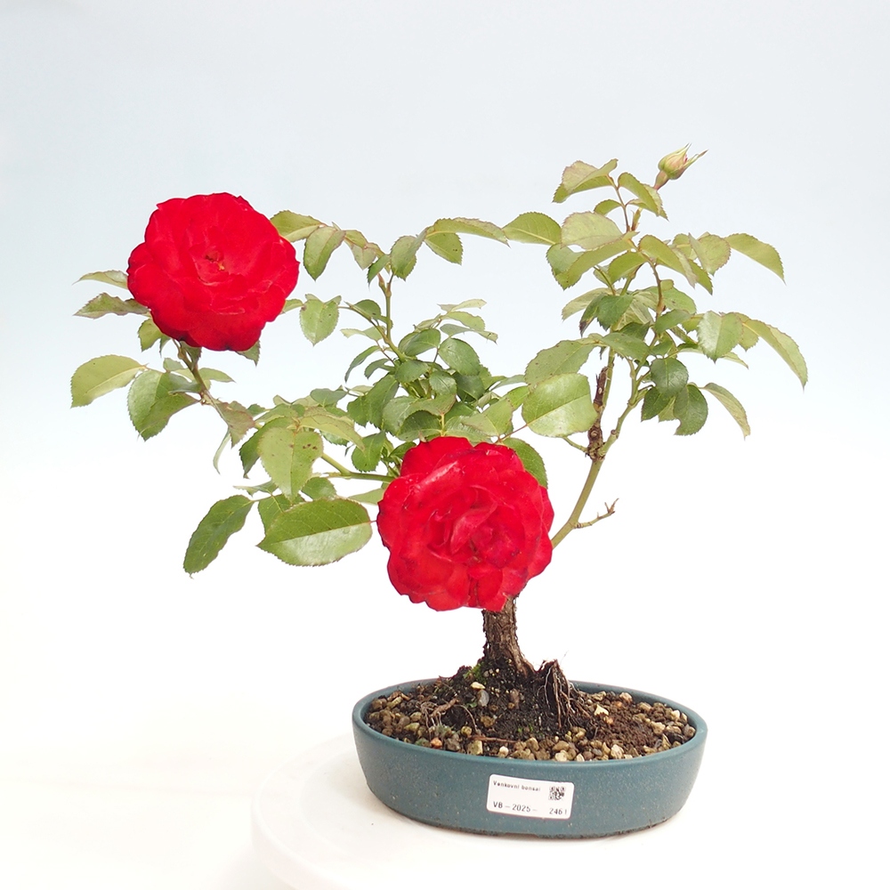 Venkovní bonsai - Rosa Kordes -  růže