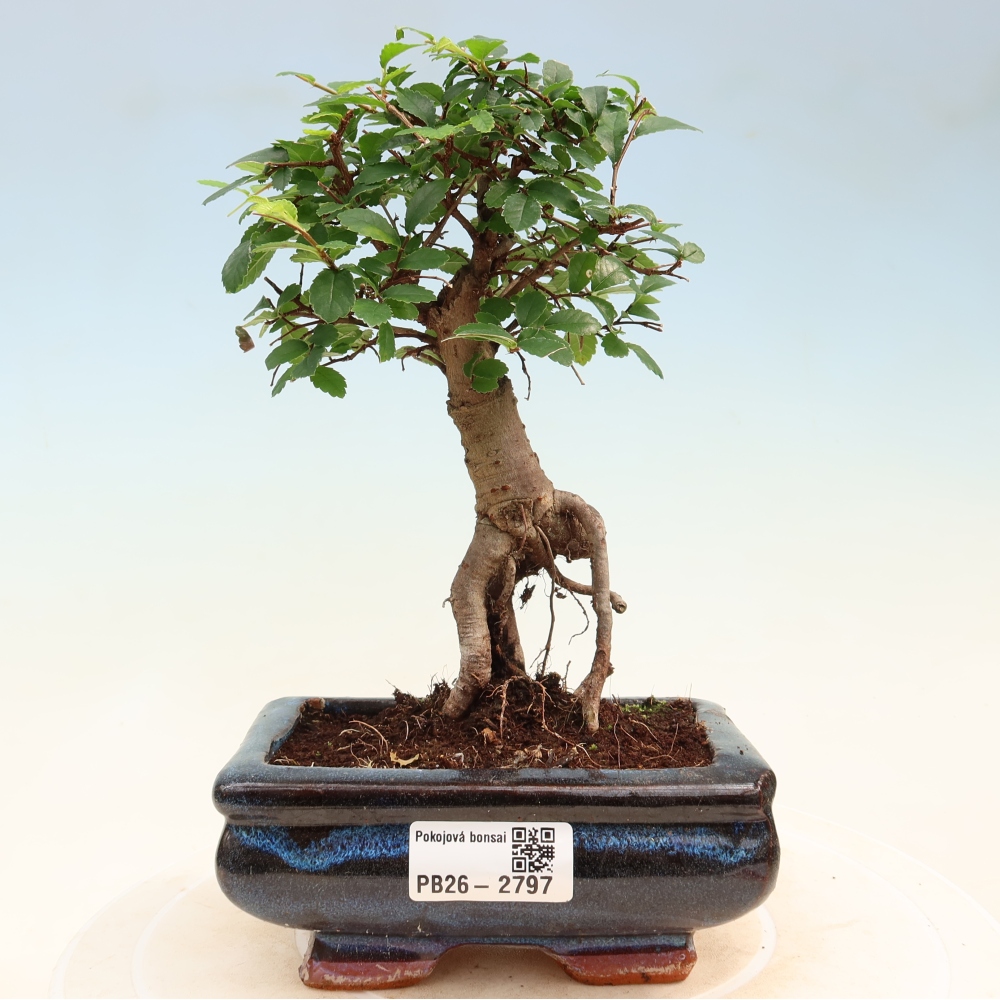 Pokojová bonsai - Ulmus parvifolia - Malolistý jilm