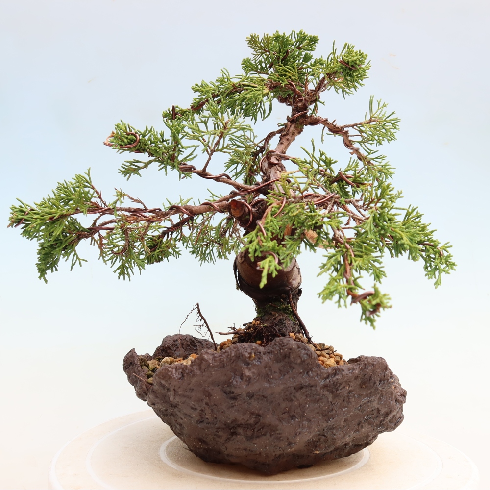 Venkovní bonsai - Juniperus chinensis Itoigawa-Jalovec čínský