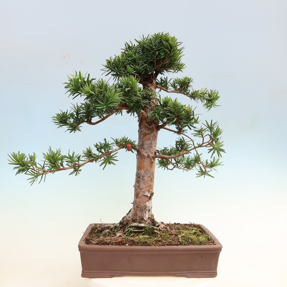 Venkovní bonsai - Taxus cuspidata  - Tis japonský
