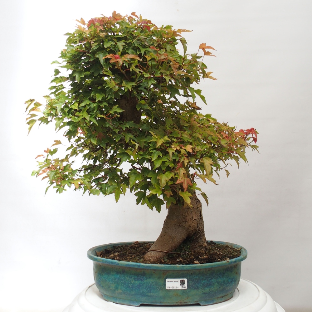 Venkovní bonsai - Acer Buergerianum - Javor Burgerův