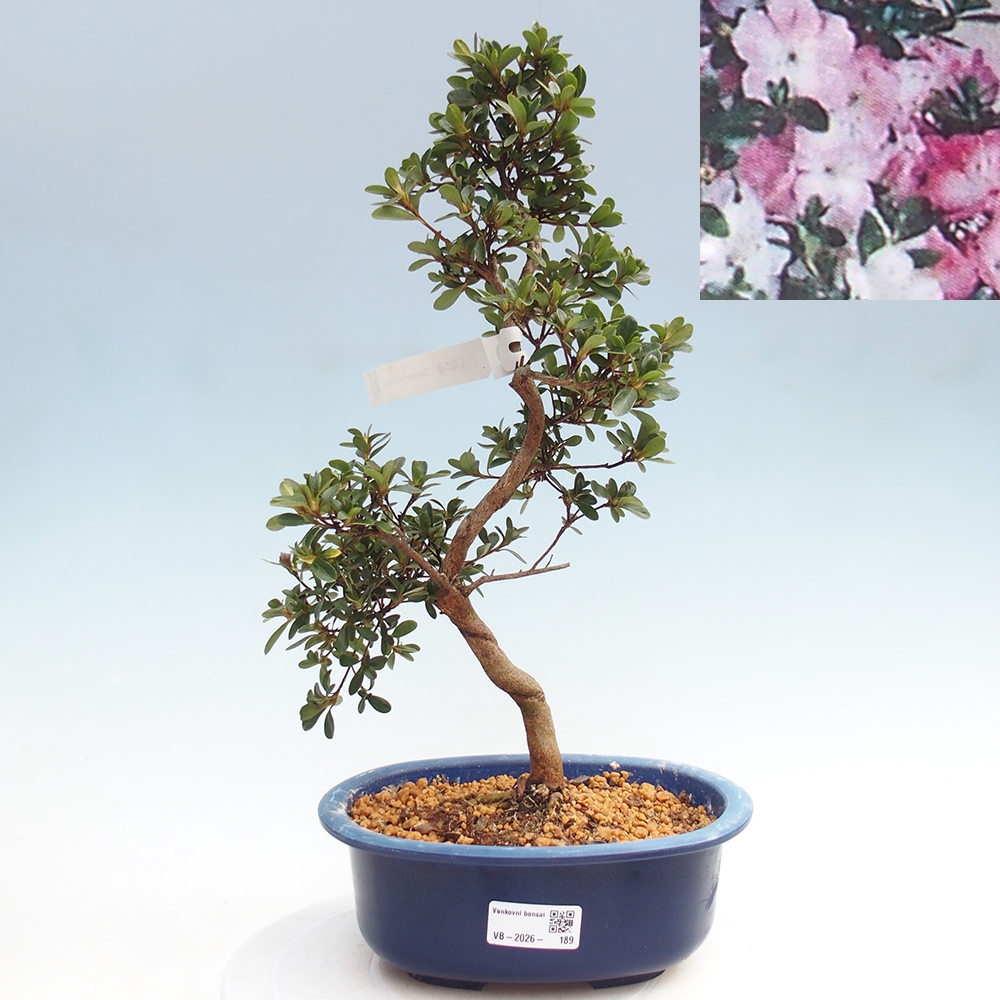 Venkovní bonsai - Japonská azalka - Azalea Tamaori-no-Haru