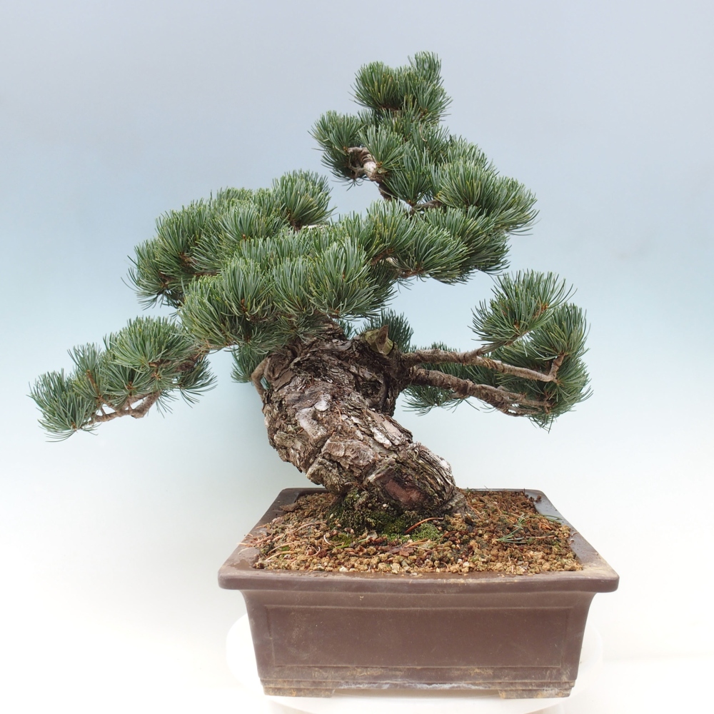 Venkovní bonsai - Pinus parviflora - Borovice drobnokvětá
