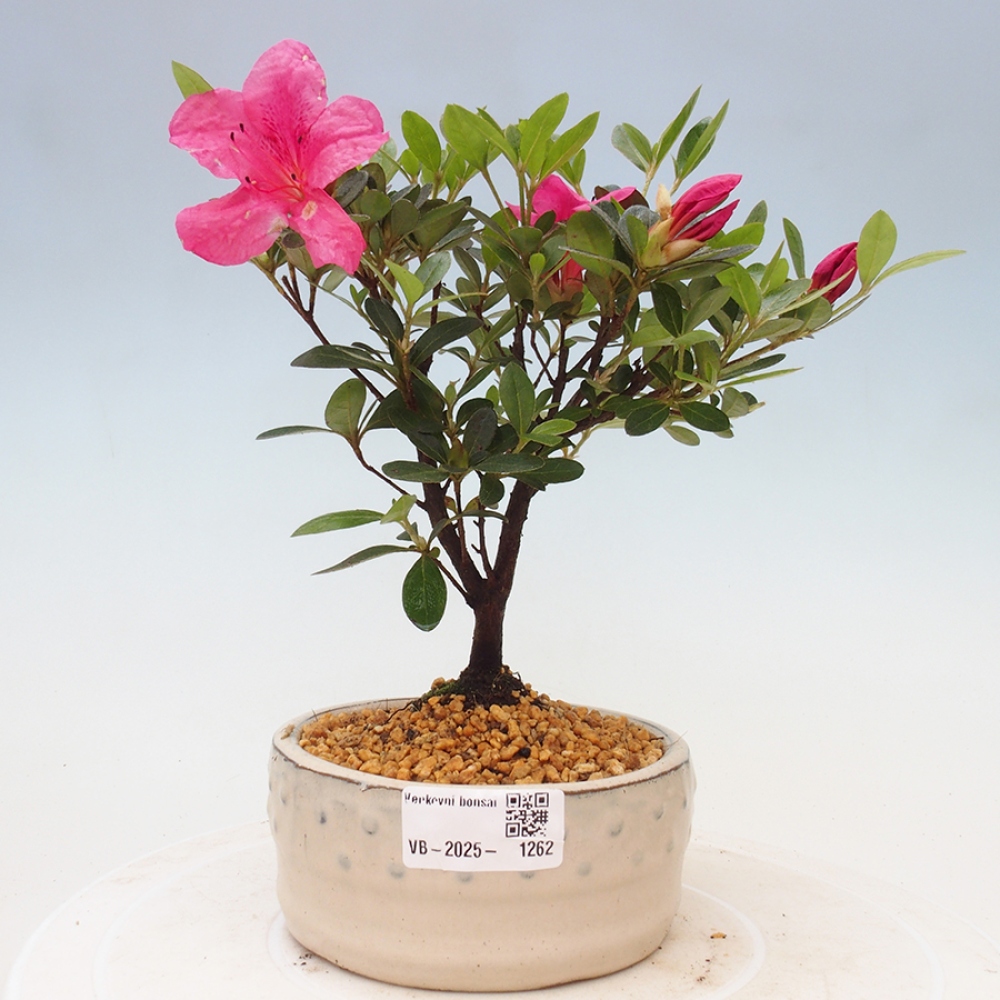 Venkovní bonsai - Japonská azalka - Azalea sp.