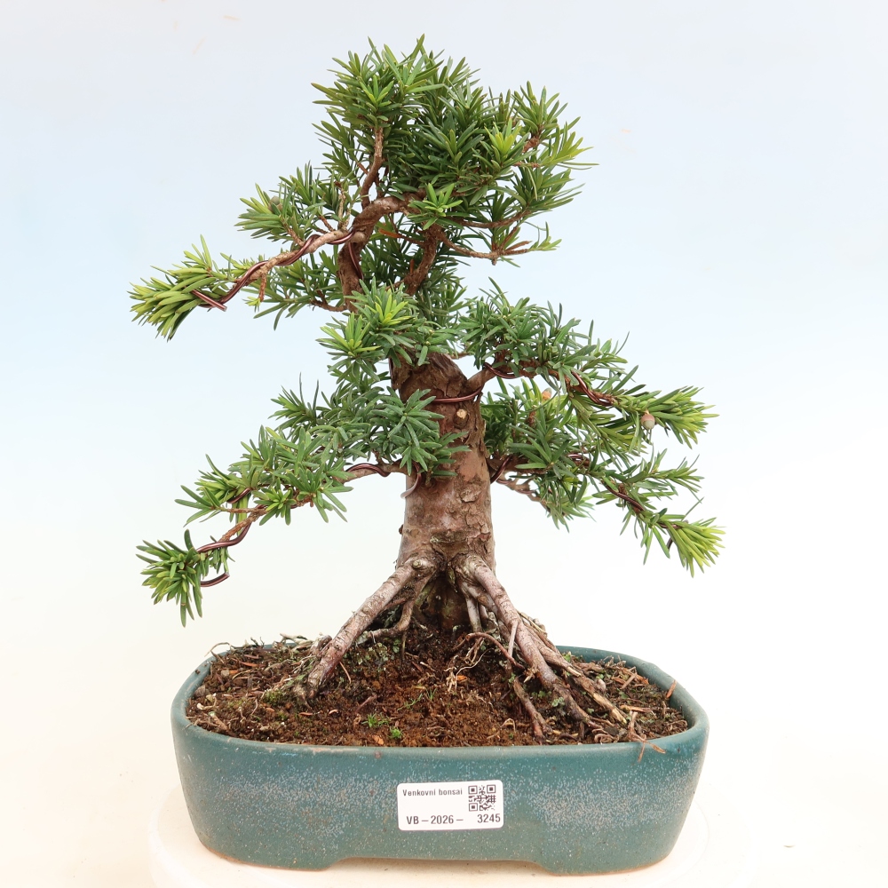 Venkovní bonsai - Taxus cuspidata  - Tis japonský