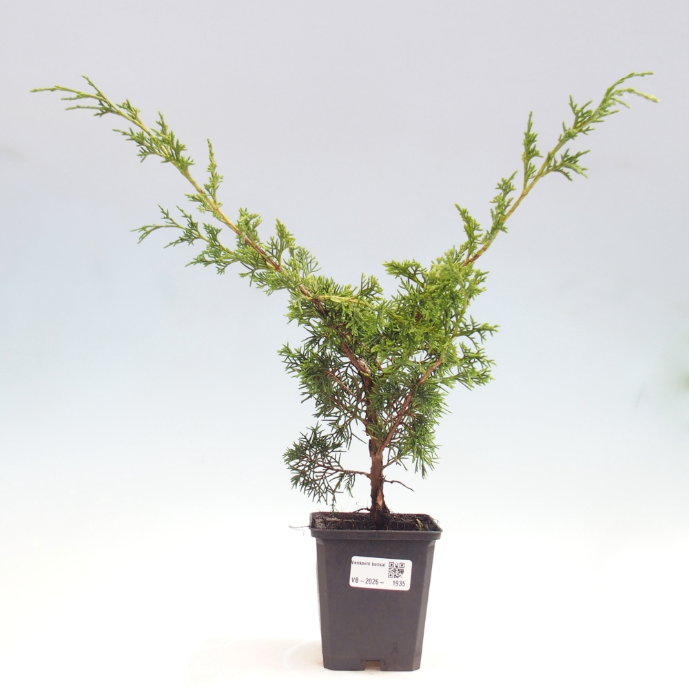 Venkovní bonsai - Juniperus chinensis Itoigawa -Jalovec čínský