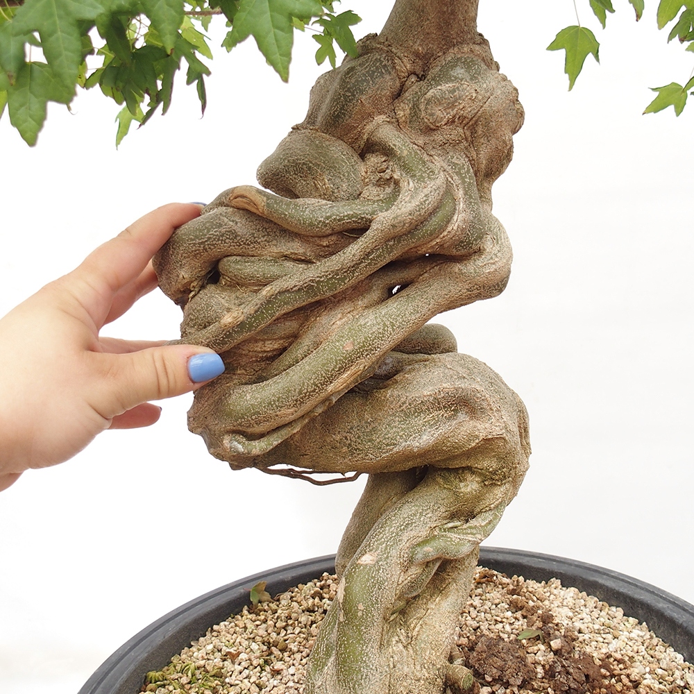 Venkovní bonsai - Acer Buergerianum - Javor Burgerův