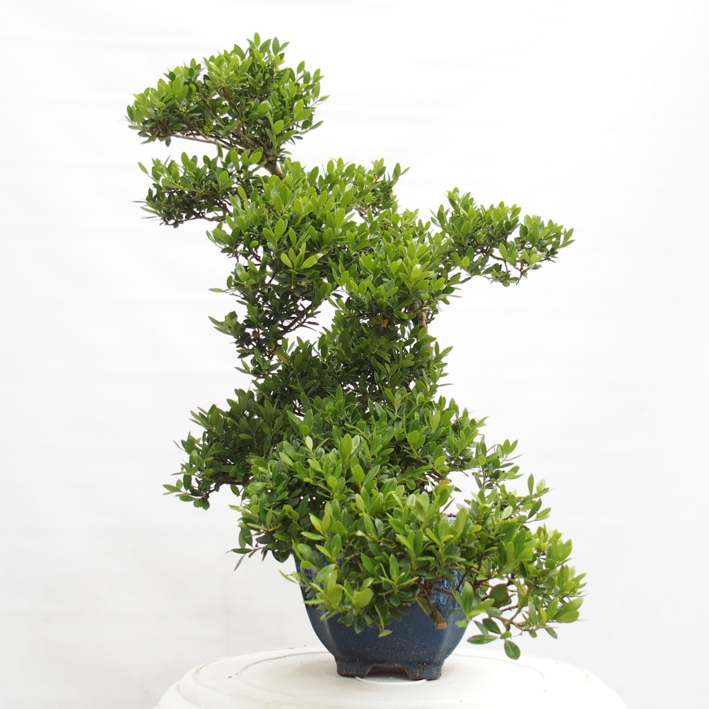 Pokojová bonsai - Ilex crenata - Cesmína