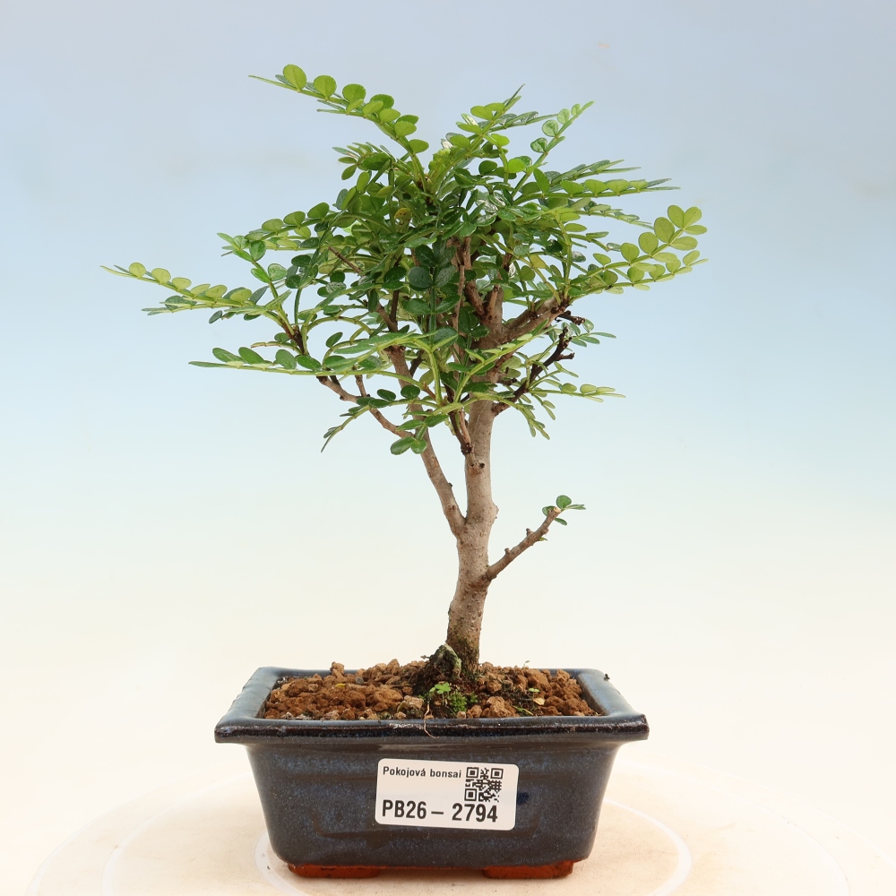 Pokojová bonsai - Zantoxylum piperitum - pepřovník