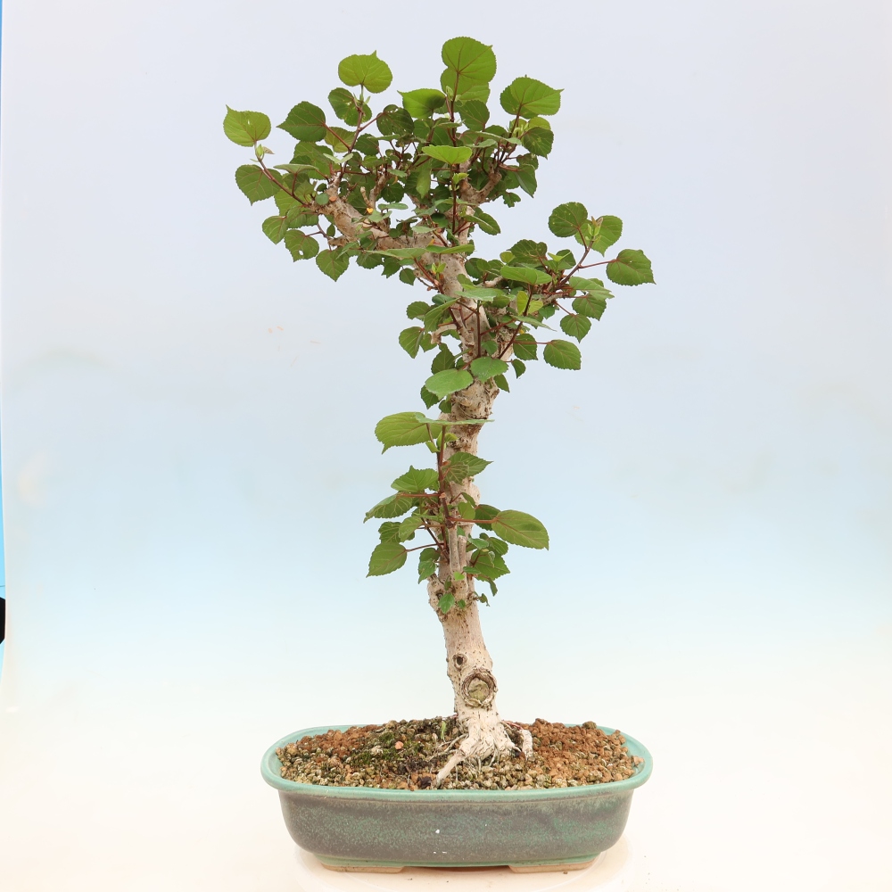 Pokojová bonsai - Hibiscus tiliaceus - Ibišek lípovitý, morský