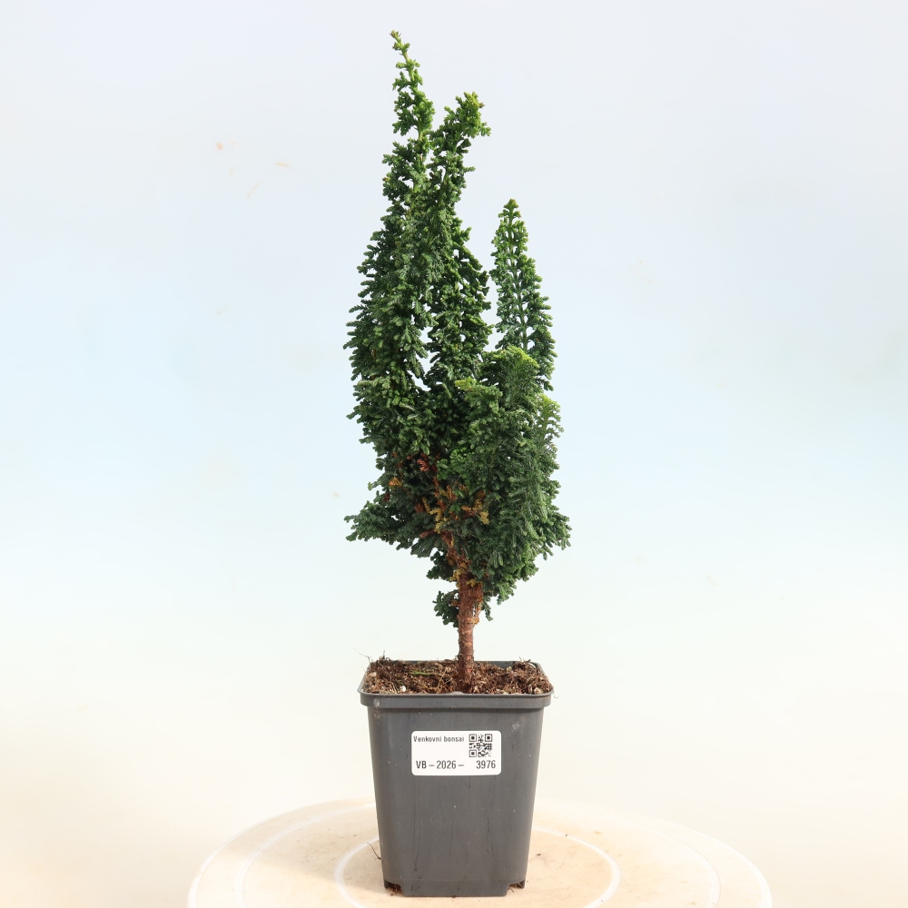 Venkovní bonsai - Cham. obtusa SEKKA HINOKI - Cypřišek