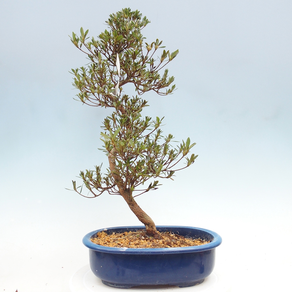 Venkovní bonsai - Japonská azalka - Azalea Hakurin