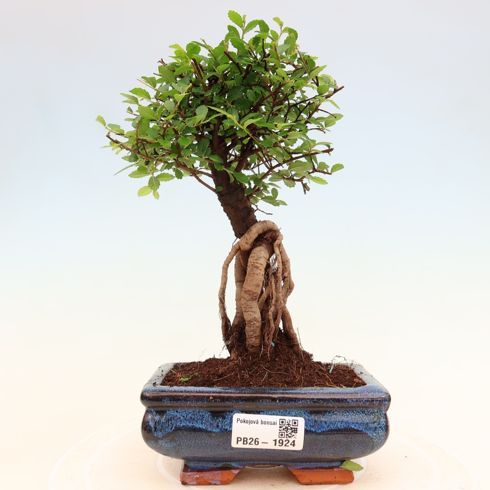 Pokojová bonsai - Ulmus parvifolia - Malolistý jilm