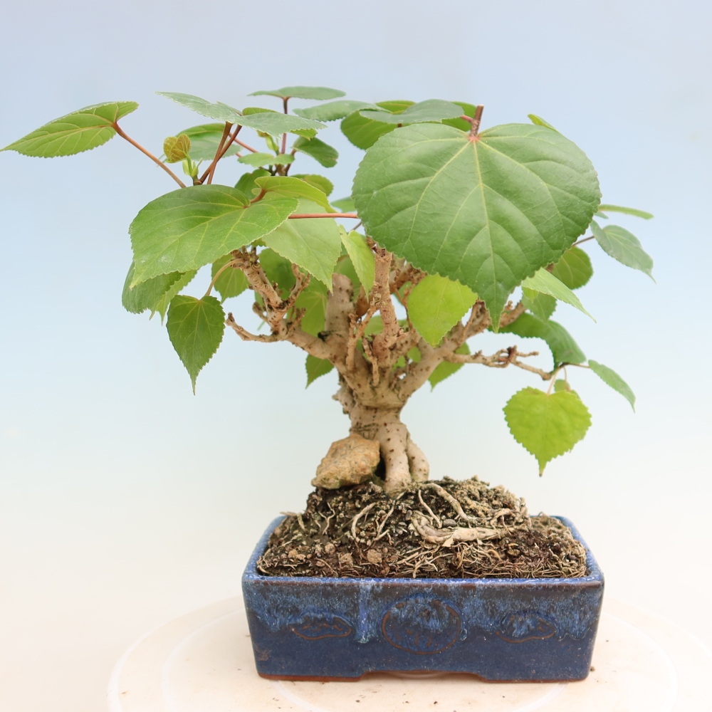 Pokojová bonsai - Hibiscus tiliaceus - Ibišek lípovitý, morský