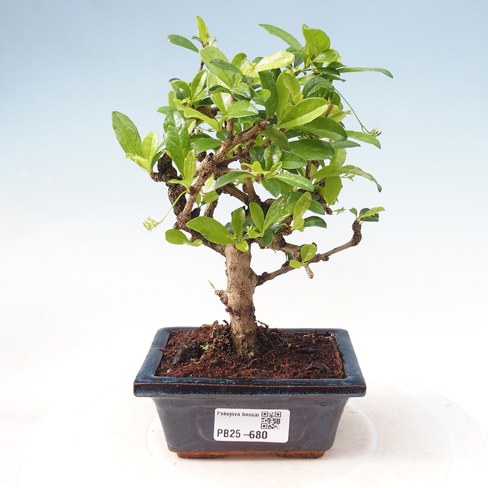 Pokojová bonsai - Carmona macrophylla - Čaj fuki