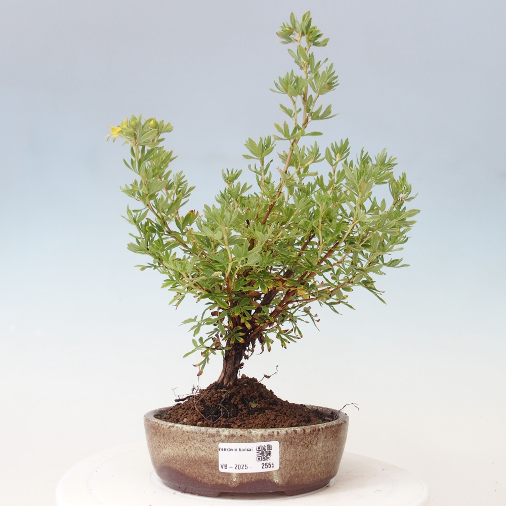 Venkovní bonsai-Mochna křovitá - potentila fruticosa yellow Bird
