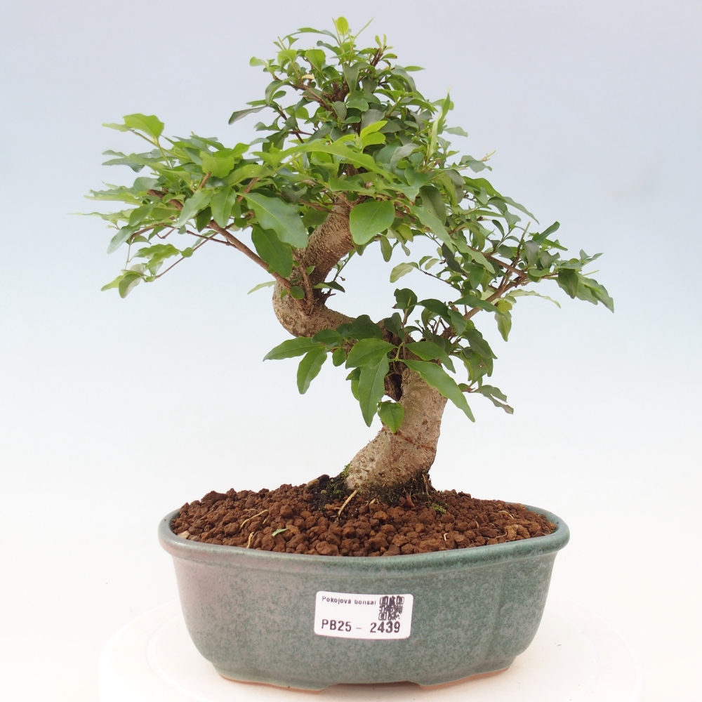 Pokojová bonsai -Ligustrum chinensis - Ptačí zob