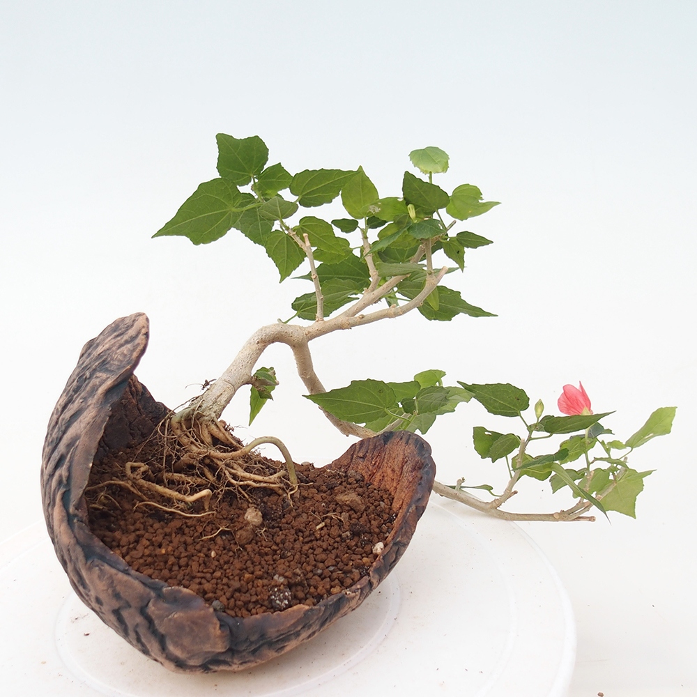 Pokojová bonsai - Malvaviscus arboreus - ibiškovec dřevnatý